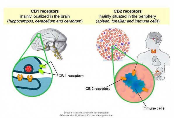 CB1 and CB2 Receptors The receptors in CB1 and CB2