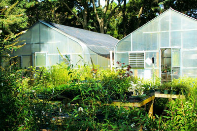 Growing Medical Marijuana Missouri Indoors Grow Weed Indoors Correctly