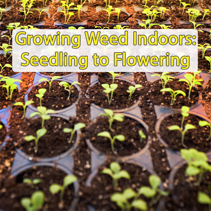 From Seedling to Flowering Arch Advanced Pain Management