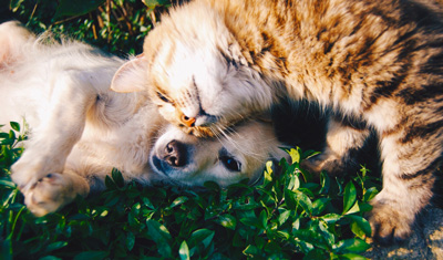 Pets